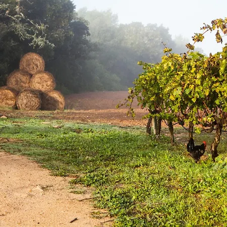 Oliver Moragues Grandhouse & Vineyard *
