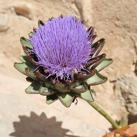 Oliver Moragues Grandhouse & Vineyard Country house Algaida (Mallorca)
